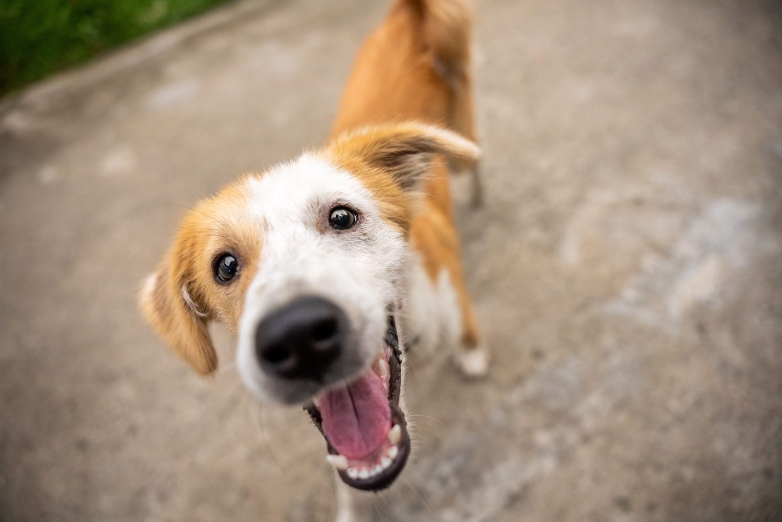 A brown and white dog looks up into the camera with its mouth open.